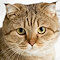 愛猫の目のサプリ「毎日愛眼」本品65％OFF！6つの有効成分配合で健康な目に