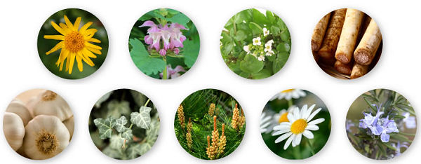厳選した9種の植物エキス配合