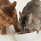 プレミアムキャットフード「モグニャン」愛猫の食欲をそそる香りと味わい！