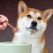 犬用コラーゲン本品37.5％OFF！はじめよう、愛犬強化宣言